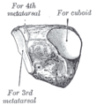 Het linker os cuneiforme laterale, van anterolateraal