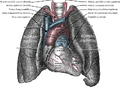 Vista frontal del corazón, pulmones y grandes vasos.