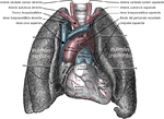 Miniatura para Tronco pulmonar