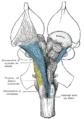 The brainstem from the front, showing a decussation of the superior pedicle and lemniscus, where nerve fibres from one side cross over to the next