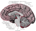 図4　脳の正中矢状断。赤い部分が軟膜。