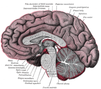 Secção sagital mediana do cérebro.