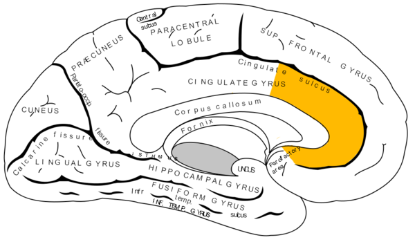 Mediaal deel van het linker hemisphaerium cerebri met de gyrus cinguli. Het voorste deel is de cortex cingularis anterior