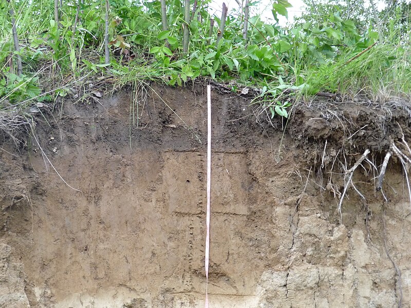 File:Gray forest soil up.JPG