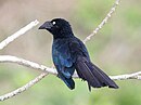 aves De Argentina