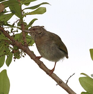 <span class="mw-page-title-main">Green crombec</span> Species of bird