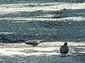 Grlica, mužjak i ženka (Streptopelia turtur); European Turtle-dove, male and female.jpg