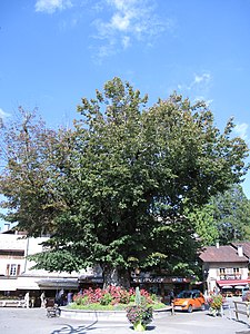 Et si ce magnifique tilleul du Cantal était élu « arbre de l'année » ?