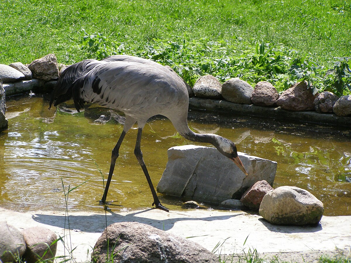 Grue cendrée - Grus grus