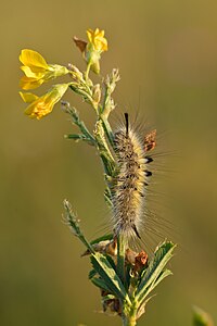 Gynaephora selenitica, caterpillar