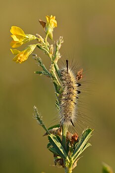 Mariposa Gynaephora selenitica em uma flor do gênero Lathyrus pratensis. (definição 682 × 1 024)