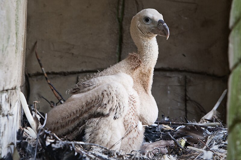 File:Gyps fulvus -DierenPark Amersfoort -chick-8b.jpg