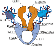 نمایی از ساختار آنزیم دی‌ان‌ای ژیراز