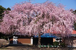 Hōkō-jin temppelin kirsikkapuu