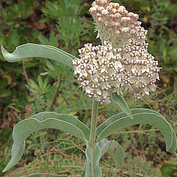 File:H20140611-2884—Asclepias eriocarpa—RPBG (14445162271).jpg