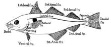 Fins, barbel and lateral line on a haddock. Haddock have three dorsal fins and two anal fins.