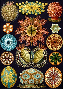 Ernst Haeckel: Aszcídiák