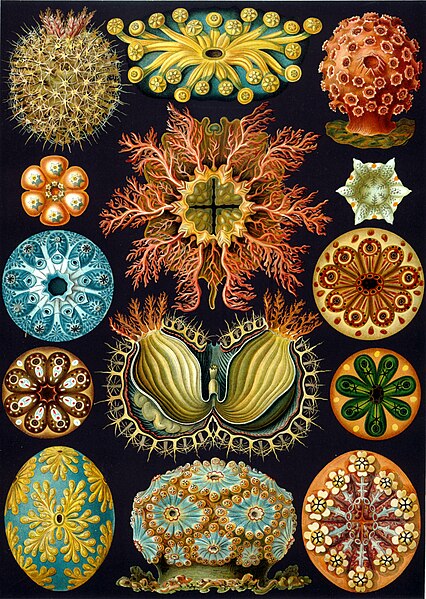 File:Haeckel Ascidiae.jpg