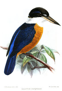 Vanuatu kingfisher species of bird