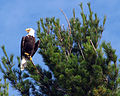 With Haliaeetus leucocephalus; Minocqua, Wisconsin