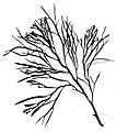 Halidrys siliquosa, Sargassaceae