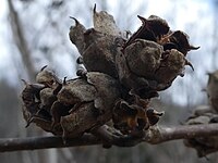 Hamamelis virginiana Vermont USA 2022-04-17-B.jpg