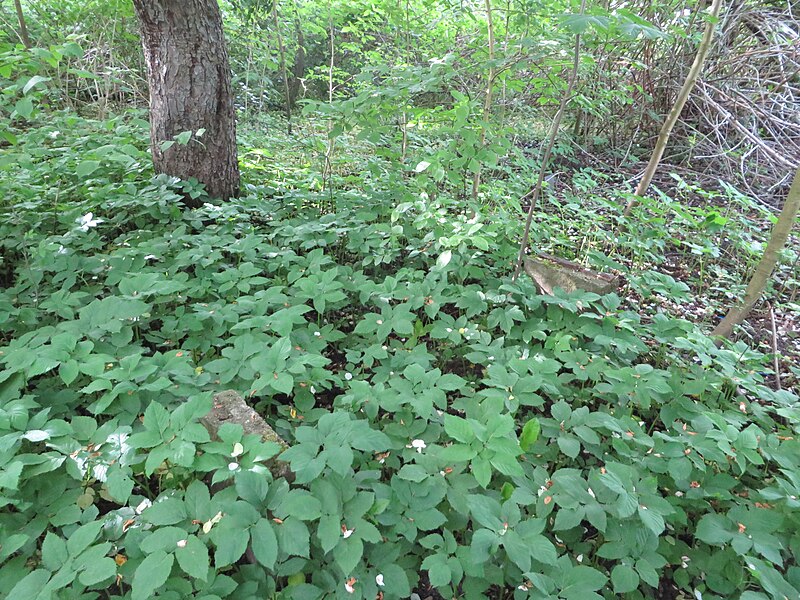 File:Hansi-Garten (Flensburg-Mürwik 2015-05-28), Bild 84.jpg