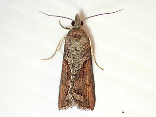 <i>Harmologa oblongana</i> Species of moth