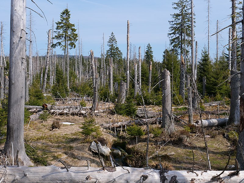 File:Harz near Schwarzer Sumpf 51.jpg