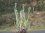 Helichrysum luteoalbum plant6 ST (17376778265).jpg