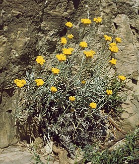 Helichrysum stoechas barrelieri 1.jpg