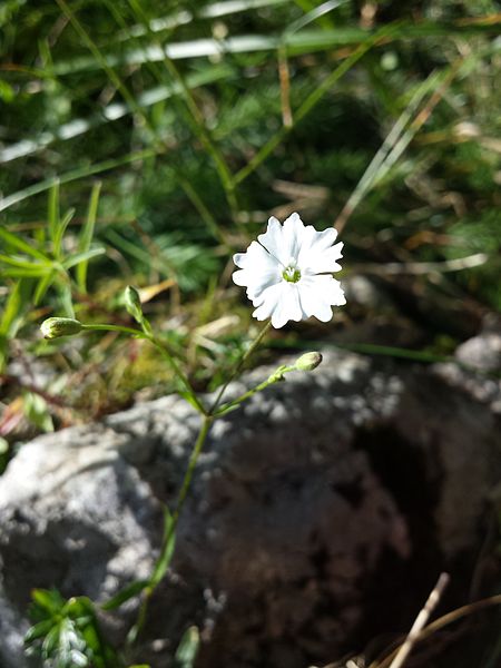 File:Heliosperma pusillum subsp. pusillum sl1.jpg