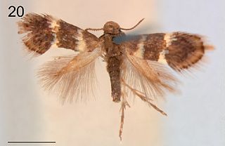 <i>Heliozela anna</i> Species of moth