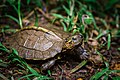 Heosemys grandis, Giant Asian pond turtle (juvenile) - Tha Yang District, Phetchaburi (26885312273).jpg