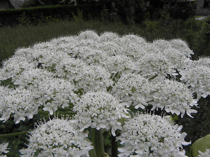 File:Heracleum mantegazzianum R.H. 04.jpg