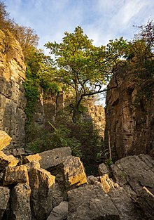 Hessigheim – Felsengärten – die Kluft mit der Eiche
