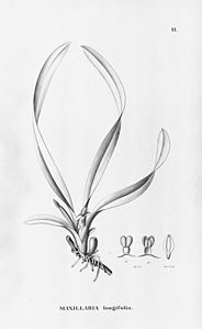 plate 11 Heterotaxis superflua (as syn. Maxillaria longifolia)