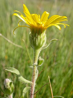 <i>Heterotheca villosa</i> species of plant