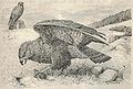 Heubach common buzzard.jpg
