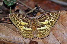 Hewitsons Förster (Bebearia tentyris) female.jpg