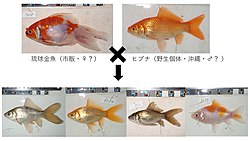 野生ヒブナ（沖縄）と琉球金魚（市販）をかけ合わせた結果