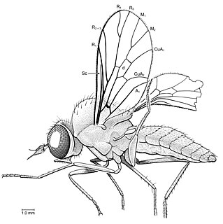 Apystomyiidae family of insects