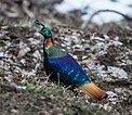 Bird of Uttaranchal Praant (Hindustan)