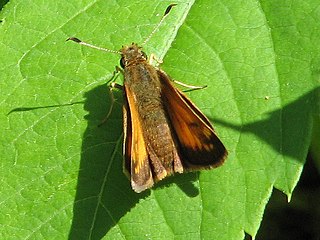 <span class="mw-page-title-main">Hobomok skipper</span> Species of butterfly