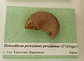 en:Holcodiscus perezianus perezianus (d'Orbigny) en:Barremian, General Kiselovo, Varna Province at the en:Sofia University "St. Kliment Ohridski" Museum of Paleontology and Historical Geology