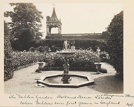 The Dahlia Garden at Holland House in 1907
