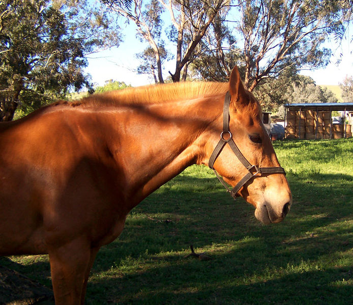 صورة:Horse in field.jpg