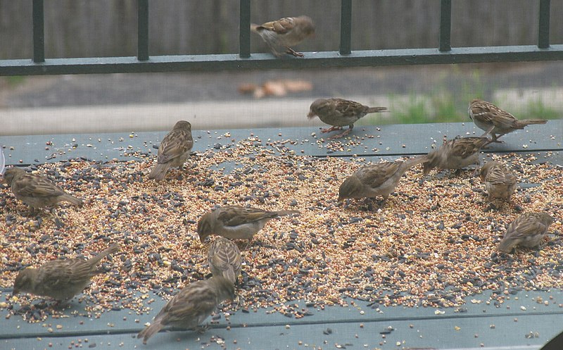 File:House Sparrow flock feeding on seeds.jpg