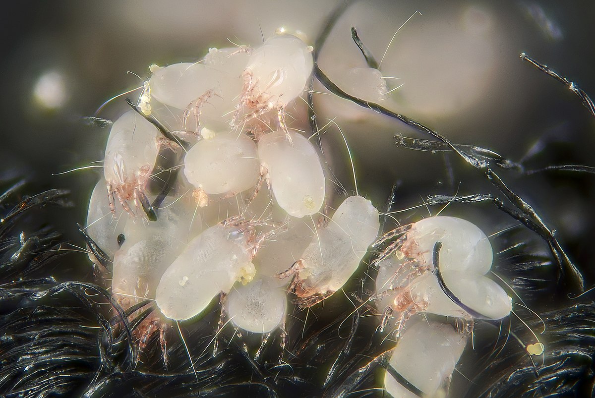 dust mites on bed