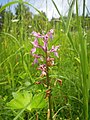 vstavač kukačka (Orchis morio) don Pedro